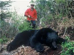 Bear Hunt 4 Ways To Judge The Size And Age Of A Black Bear