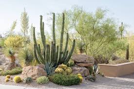 Beyond The Ordinary Phoenix Home Garden Succulent Landscape Design Desert Landscaping Desert Garden