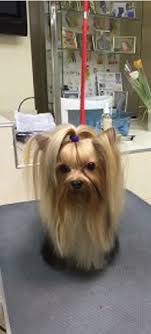 We care that your pet is feeling good. Dog Grooming Cat Pet Boarding Daycare Puppy Cuts Care Dog Cat Grooming Boarding And Daycare