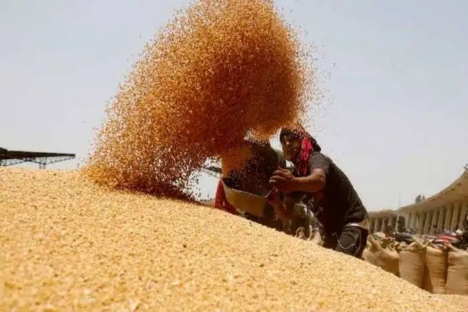 India Bans Export Of Wheat Flour Maida Semolina Here Why