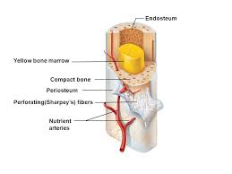 This image represents the parts of a long bone. Articular Cartilage Compact Bone Proximal Epiphysis Spongy Bone Epiphyseal Line Periosteum Compact Bone Medullary Cavity Lined By Endosteum Diaphysis Ppt Video Online Download