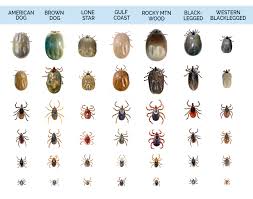 Tick Identification What Do Ticks Look Like Tick Bites On Dogs Types Of Ticks Ticks On Dogs