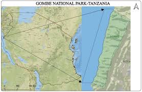 Image result for Monanthotaxis poggei