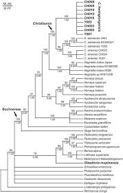 Image result for Alectra orobanchoides