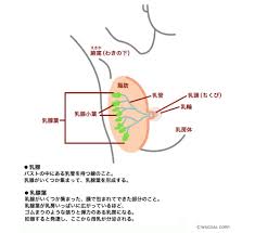 乳腺 質 バスト