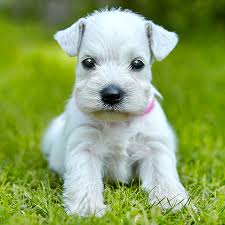 We are the best miniature schnauzer breeder of local mini schnauzer puppies in the area because of the excellent customer service we offer and the high quality of puppy that will leave our home. 1 Miniature Schnauzer Puppies For Sale By Uptown Puppies