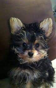 A curly haircut might be a nuisance to handle, and you may feel as though you just cannot seem to manage and style it well. Curly Hair Yorkie Puppy Puppies Yorkie Puppy Cute Animals