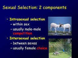 The intersex definition is a person is born with a combination of male and female biological traits. Ppt Males And Females Often Look Different Powerpoint Presentation Free Download Id 6701776