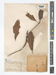 Image result for Rhizophora racemosa