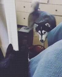 Pin By Maryann Brunn On Cute Dogs Funny Animals Cute Animals Cute Dogs