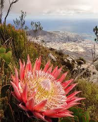 South Africa S National Flower The King Protea Africa King Protea South Africa