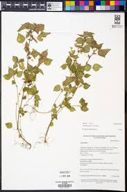 Image result for Acalypha brachystachya