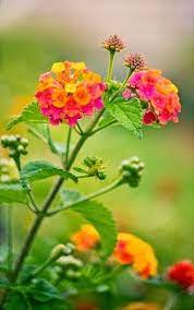 Lantana Flowers And Gardens Hub Flor De Jardinagem Flores Bonitas Amor Flores