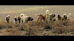 Anadolu Coban Kopekleri Turk Coban Kopekleri Turkish Shepherd Dog Anatolian Shepherd Dogs Youtube
