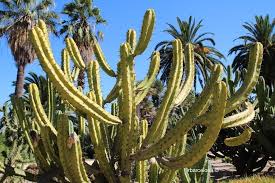 Use wine corks to prevent excess air from affecting wine during aging periods. Mossen Costa I Llobera Gardens Cactus Montjuic Irbarcelona