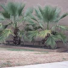 Image result for Wiesneria filifolia