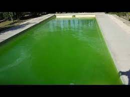 eau verte piscine comment faire youtube eau verte piscine piscine piscine verte
