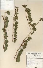 Image result for Rhynchosia clivorum