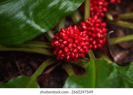 Image result for Palisota