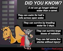 The average person would struggle to survive for more than a few days without water, but some animals can go years without a drink. How Long Can A Rat Live Without Water