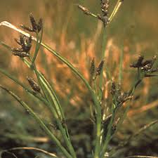 Image result for Rhynchospora brevirostris