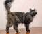 Lilac Tortoiseshell Cat