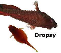 Betta fish does not gets sick usually as it is a strong fish but sometimes it falls sick due to some certain reasons. Symptoms Of Dropsy In Betta Fish Fish Care