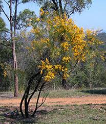 Image result for Scoparia