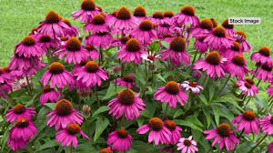 Check spelling or type a new query. Cottage Farms 3 Piece Pow Wow Wild Berry Coneflowers On Qvc Youtube