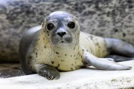 Slikovni rezultat za foka