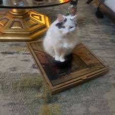 josh.keenan1's Pizza Review at Salty Bread Pizza Cafe