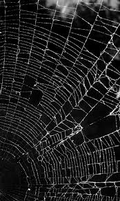 172 spider web hd wallpapers and background images. Hd Wallpaper Black And White Dark Portrait Spider Spider Web Nature Wallpaper Flare