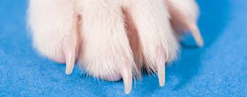 Be careful not to cut the delicate flesh under the nails. How To Trim Your Dog S Nails Hartz