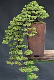 Please contact us and let us know what type of tree or class you are interested in. 20 Brilliant Bonsai Trees You Have To See