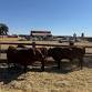 Annual Bull and Female Sale — McPhee Red Angus