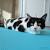 Cow Cat Kittens