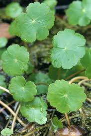 Image result for Hydrocotyle mannii