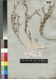 Image result for Pearsonia cajanifolia