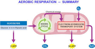 There Are Two Important Ways A Cell Can Harvest Energy From Food Fermentation And Cellular Respiration Cell Respiration Chemical Energy Cellular Respiration