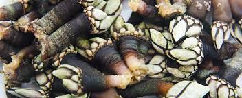 Dal punto di vista micronutrizionale si evidenziano un ottimo apporto di ferro (che supera il 3%), di fosforo, di potassio ed ancora una volta di sodio (>300mg/100 grammi di mollusco). Percebes Cosa Sono Agrodolce