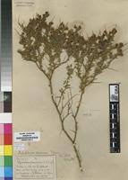 Image result for Melolobium