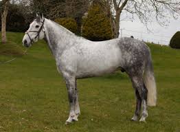 Ardcolum Duke Irish Sport Horse Irish Sport Horse Sport Horse Horses