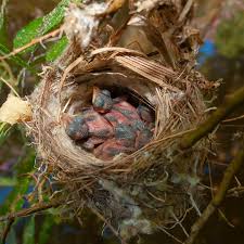 Image result for Nightingale