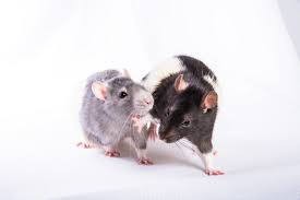This is most the stuff i have for them to play with and to keep them cosy. Difference Between Pet Rats And Wild Rats Pet Comments