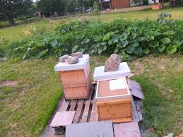 Mit der gebotenen vorsicht näherte ich mich der szene und konnte dann ist klar: Bienen Umstellen Auf Kurze Distanz Funktioniert Parzelle94 De