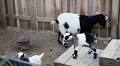 Ethical Concerns Rise Over Fainting Goats in Entertainment