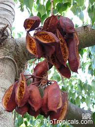 Image result for Brachychiton populneus