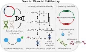 Image result for Aeollanthus myrianthus