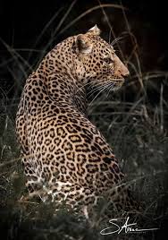 Safari Photo Prive Accompagne Par Un Artiste Photographe Professionel Safari Photo Art Des Animaux Sauvages Et Photographie Artistique