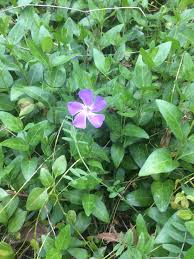 Lower peach tree is an unincorporated community in wilcox county, alabama, united states. Pretty Purple Flowers In Central Alabama Whatsthisplant